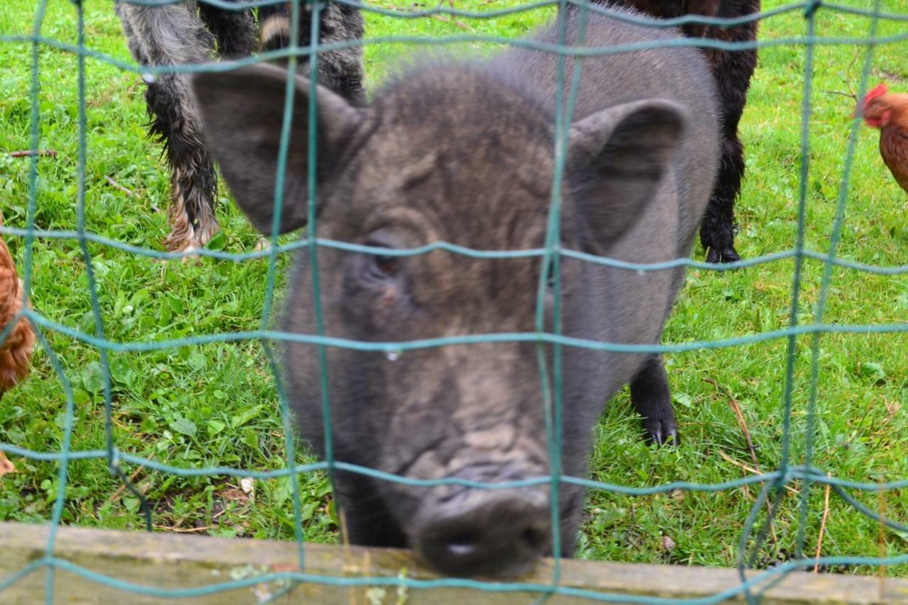 Roulotte De Charme "Le Paradis Des Animaux" 2 A 4 Personnes Coublevie Eksteriør bilde