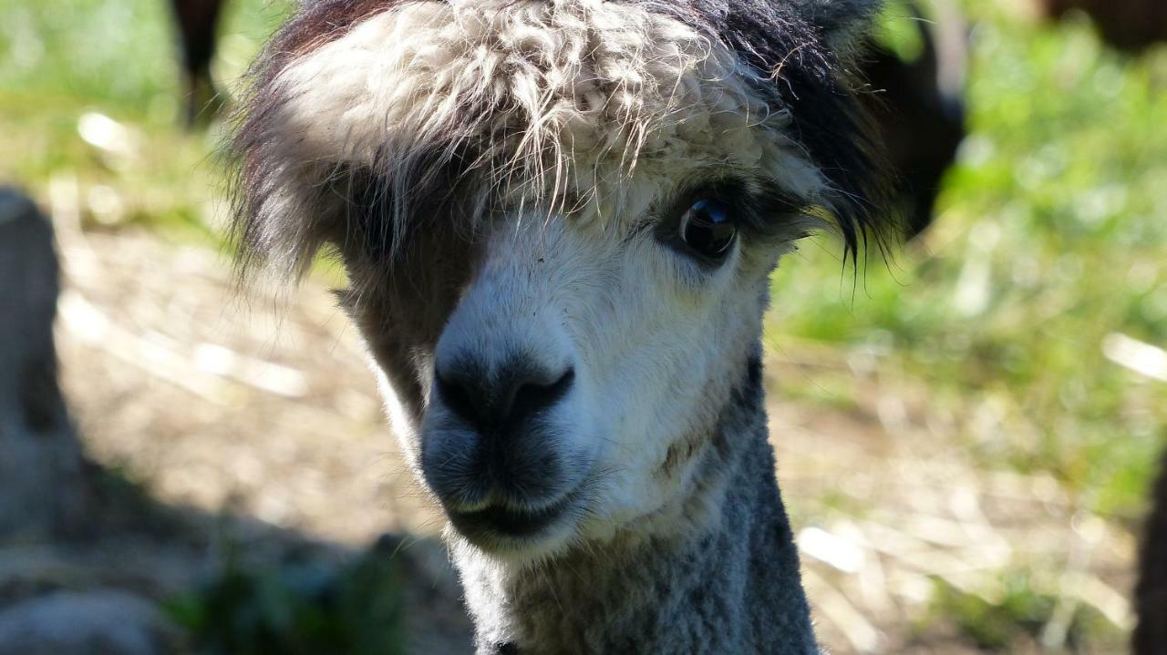 Roulotte De Charme "Le Paradis Des Animaux" 2 A 4 Personnes Coublevie Eksteriør bilde